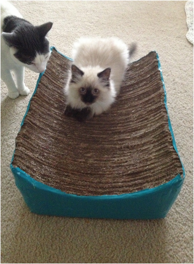 Top 10 DIY Cat Scratching Posts and Pads