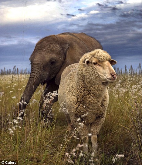 elephant-and-sheep-