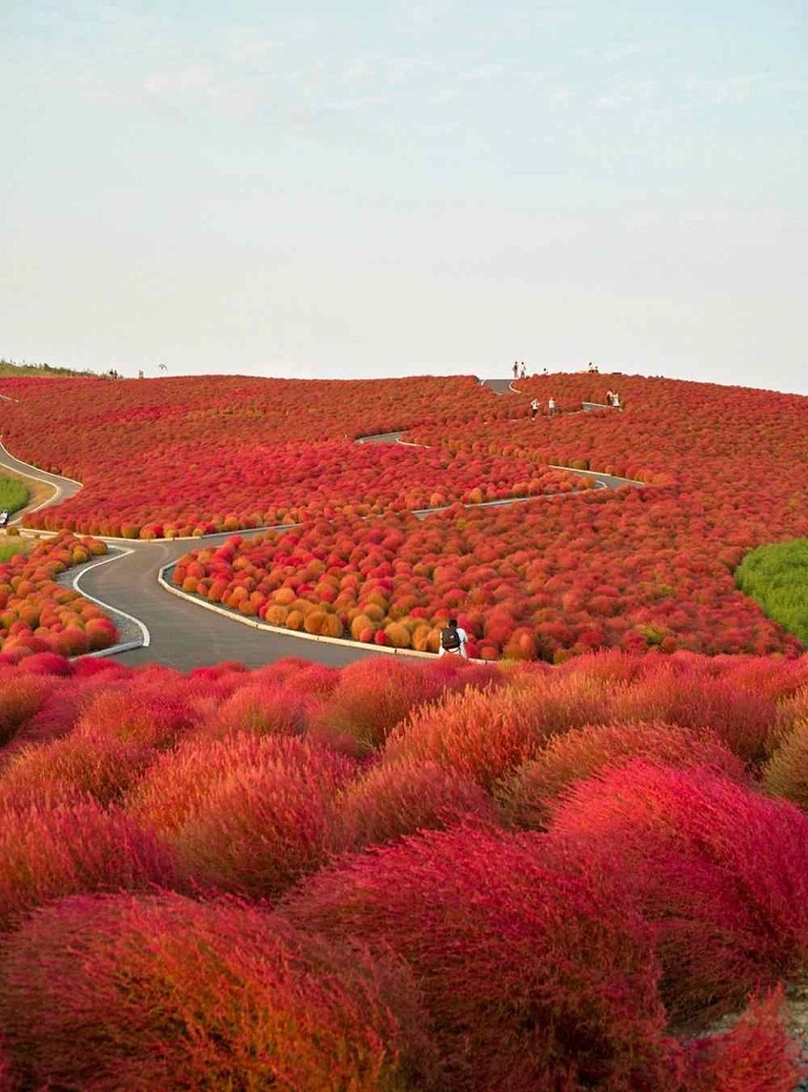 kochia-hill-hitachinaka-city-japan