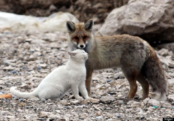 o-FOX-CAT-FRIENDSHIP-570