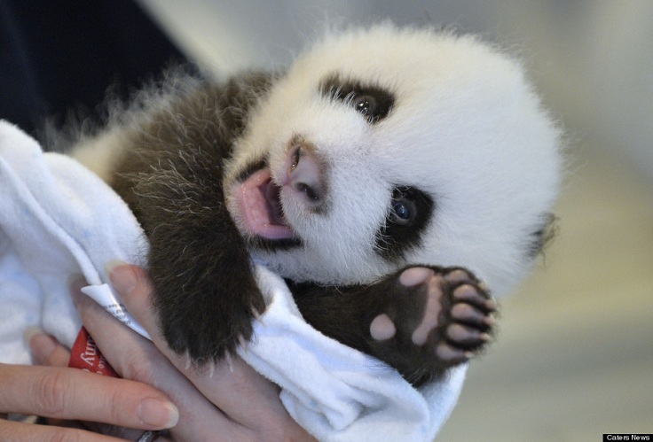 panda pillowpet