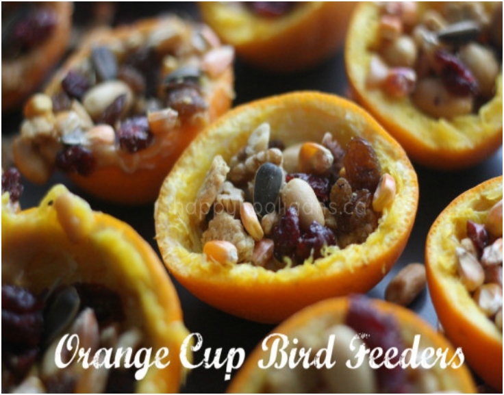 orange-cup-bird-feeders