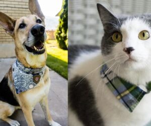 Top 10 Lovely DIY Pet Collars