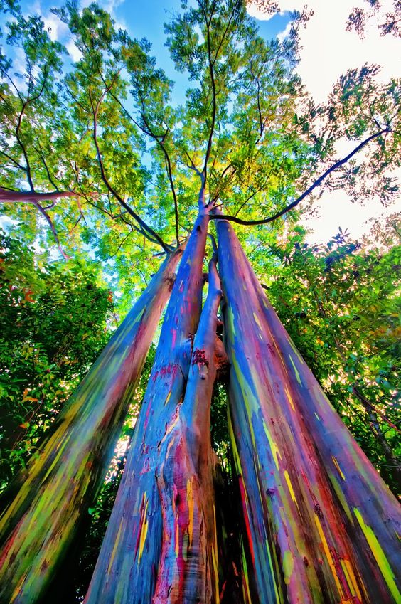 rainbow-eucaliptus-tree-