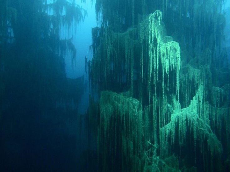 sunken-forests-lake-kaindy