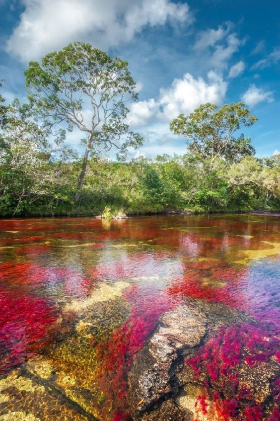 the-cano-cristales-