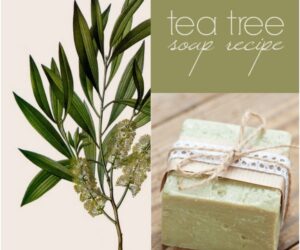 Top 10 Amazing DIY Tea Tree Beauty Products