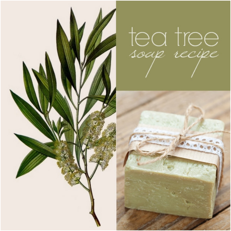 Top 10 Amazing DIY Tea Tree Beauty Products | Top Inspired