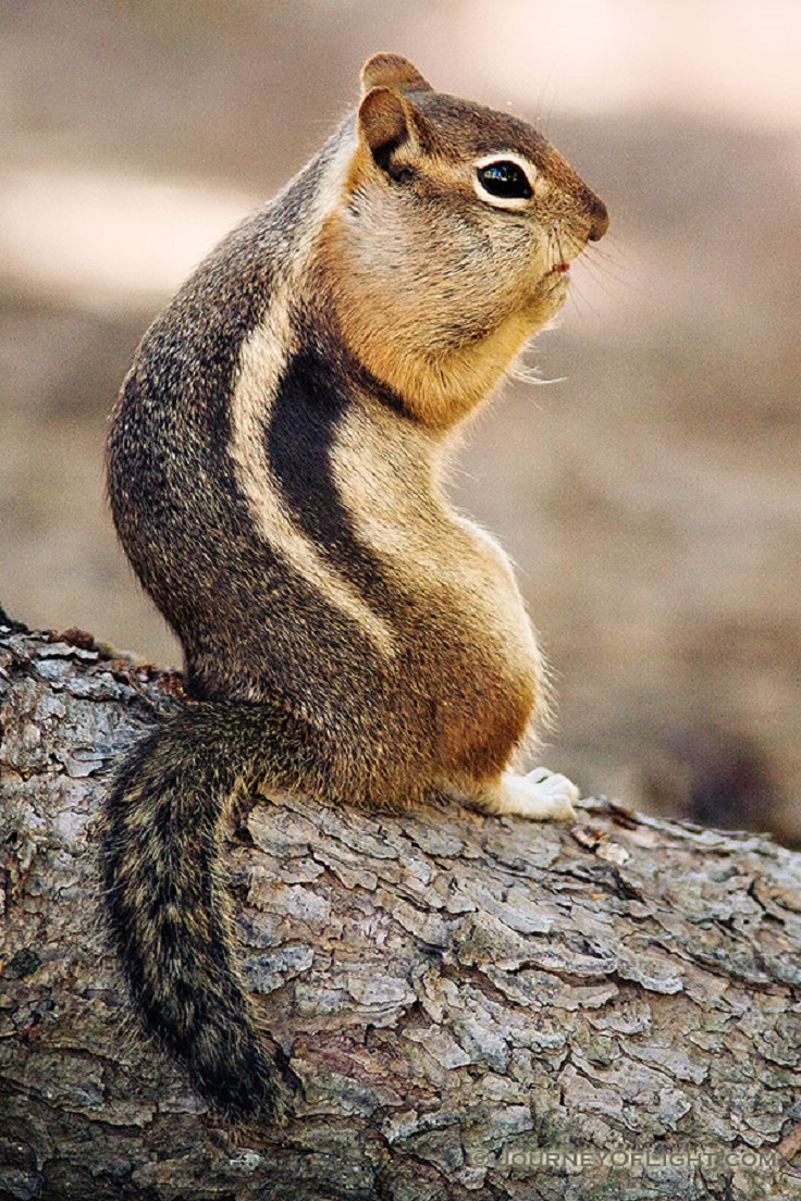 Top 10 Best Winter Wildlife Pictures - Top Inspired