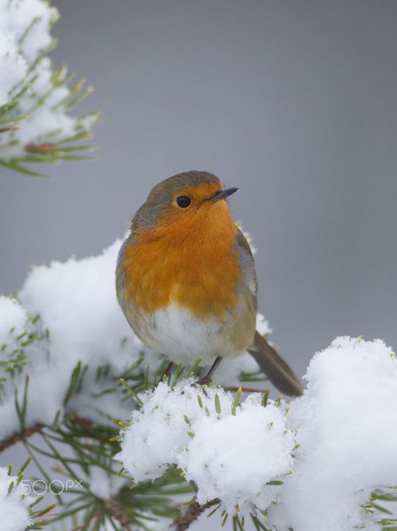 birds-in-the-snow-