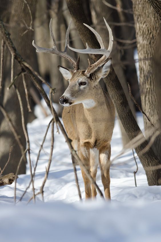 deer-in-the-snow-