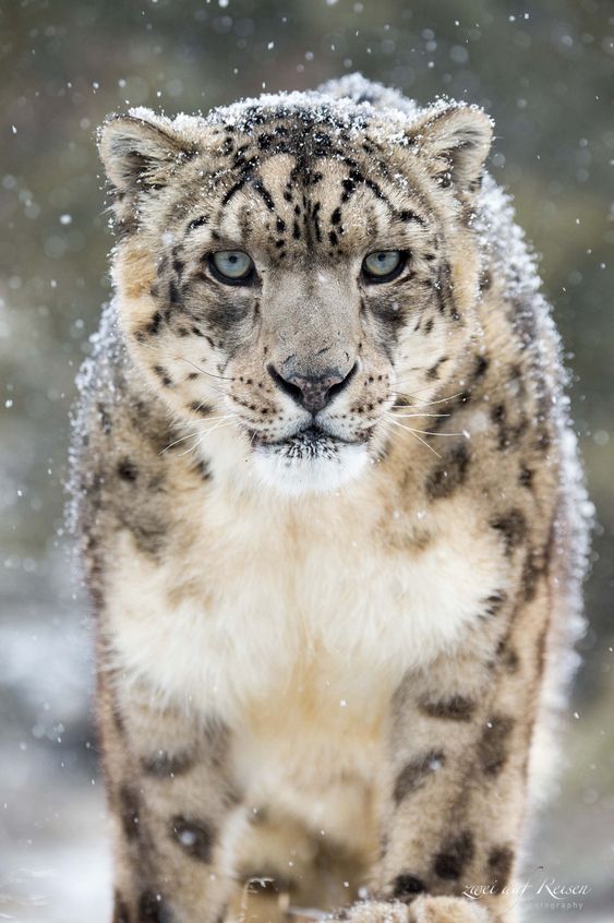leopard-in-the-snow-