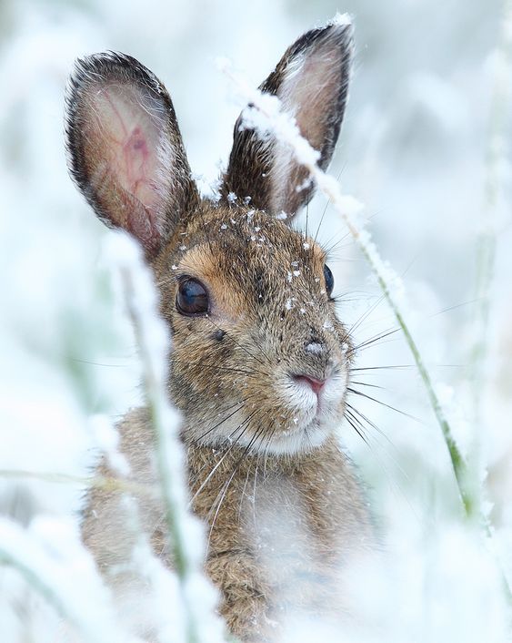 rabbit-in-the-winterland-