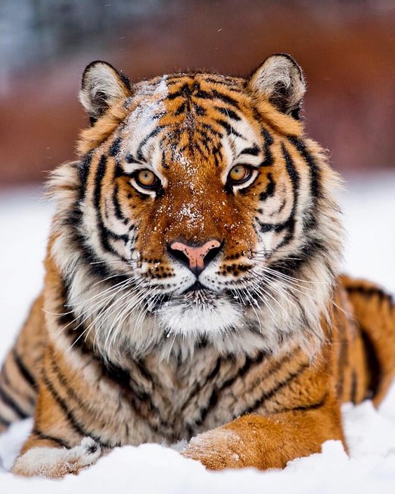 tiger-in-the-snow-