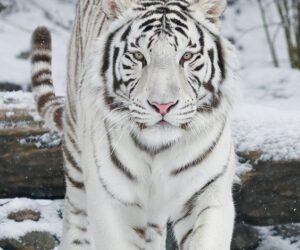 Top 10 Best Winter Wildlife Pictures