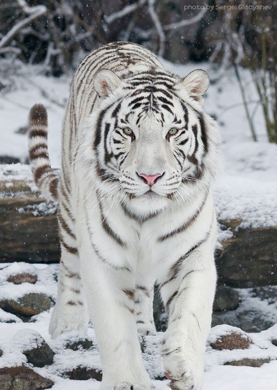 white-tiger-on-the-snow