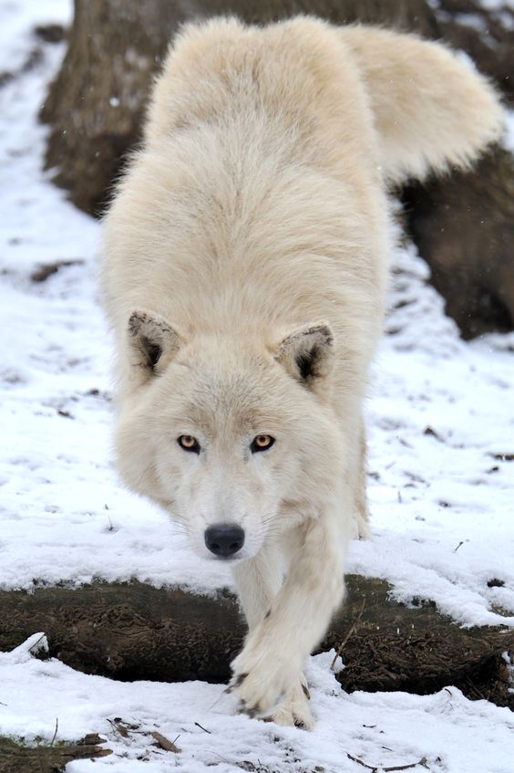 white-wolf-