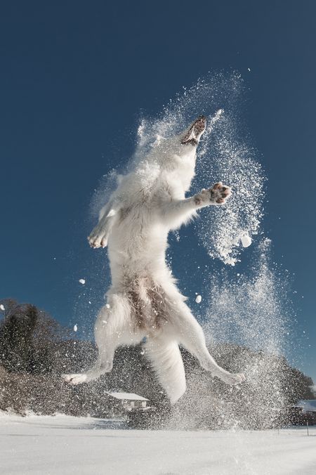 wolf-jumping-in-the-snow-