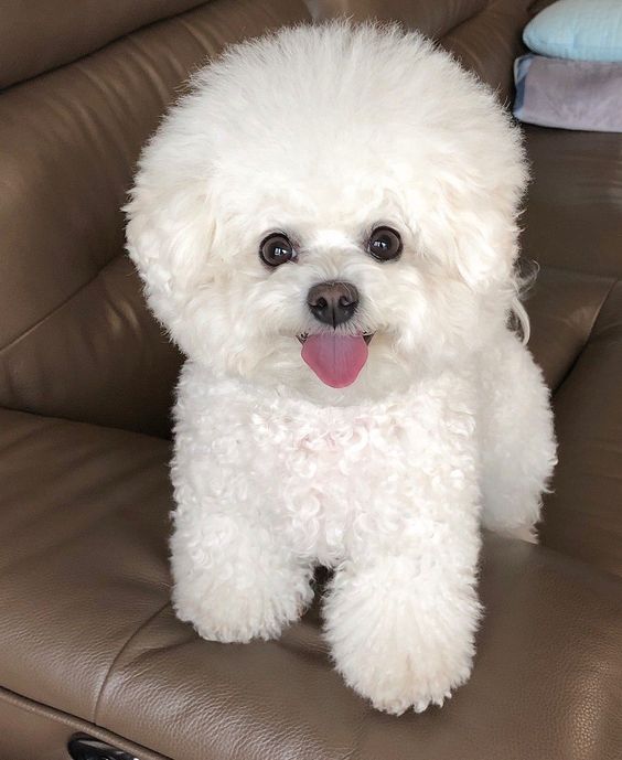 Bichon-Frise