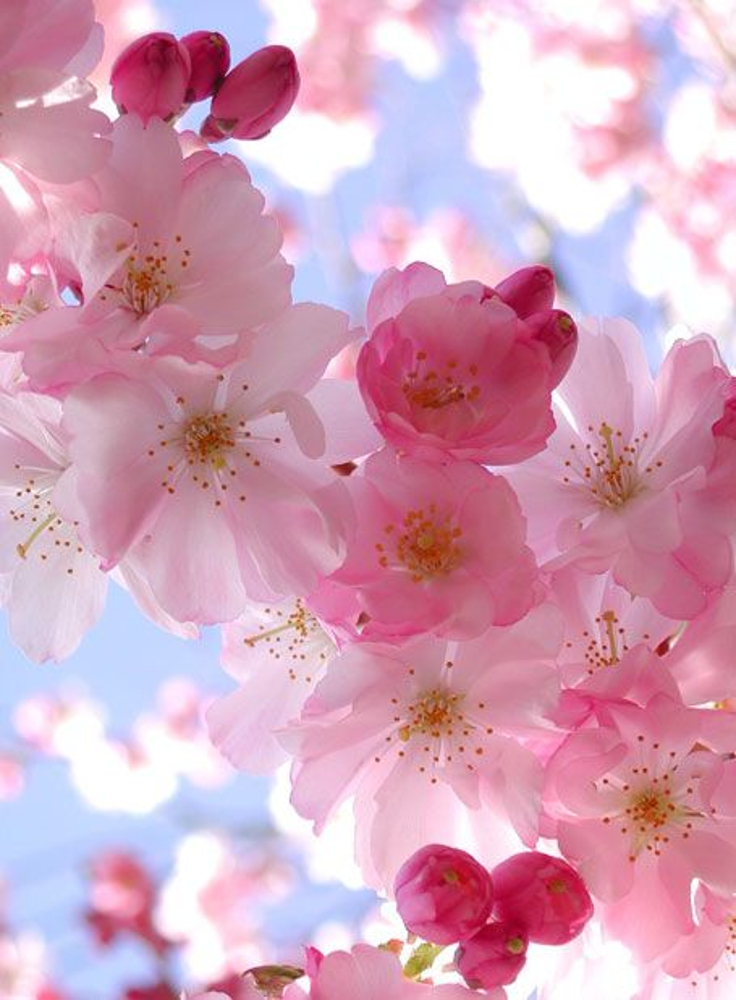 Top 10 Wonderful Flower Photos