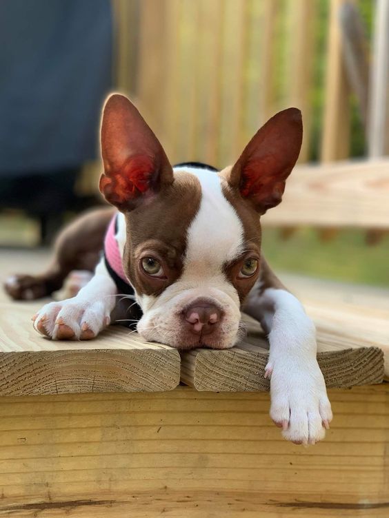 Boston-Terrier-