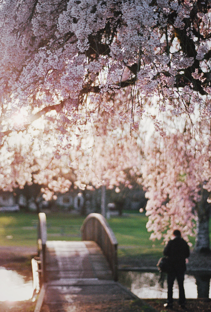 Cherry-blossom-bridge