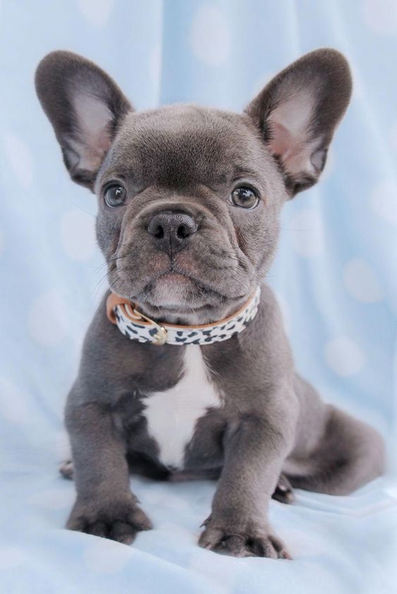 French-Bulldog