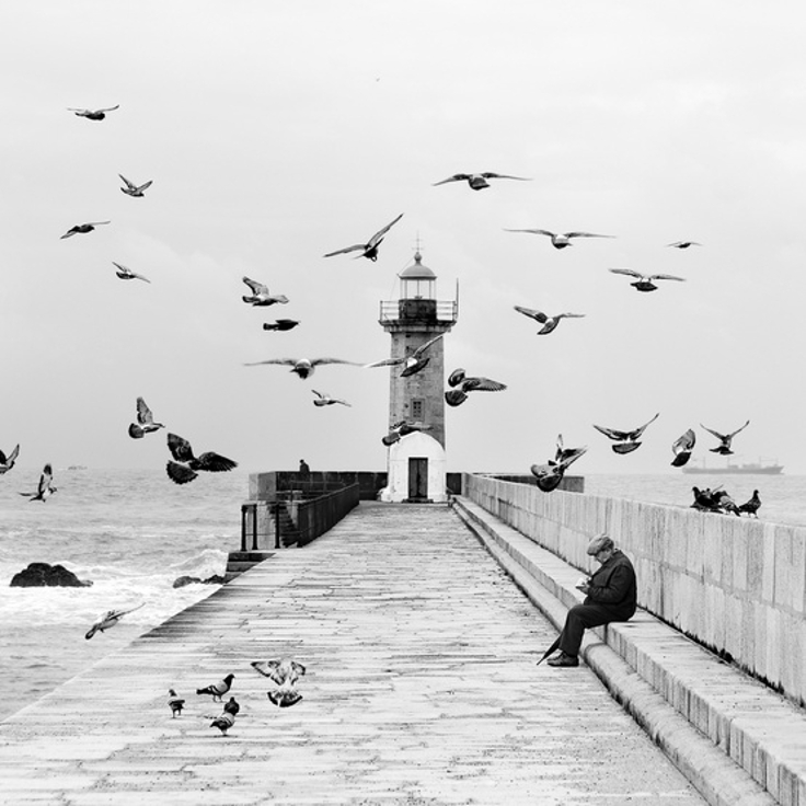 Hichok-and-His-Birds