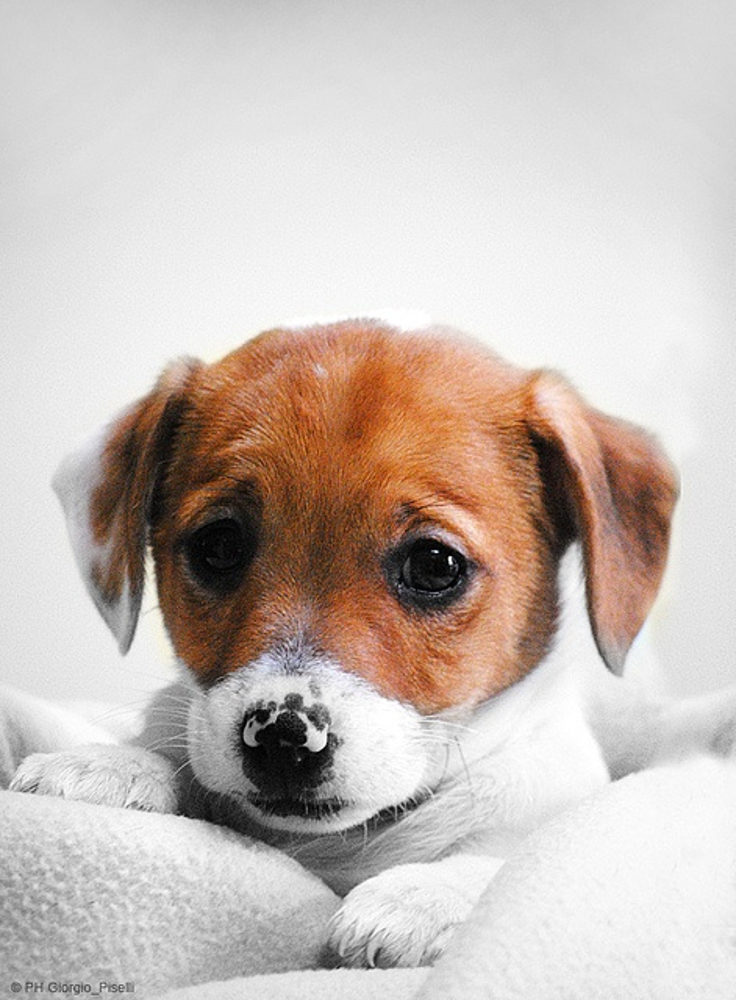 Jack-Russel