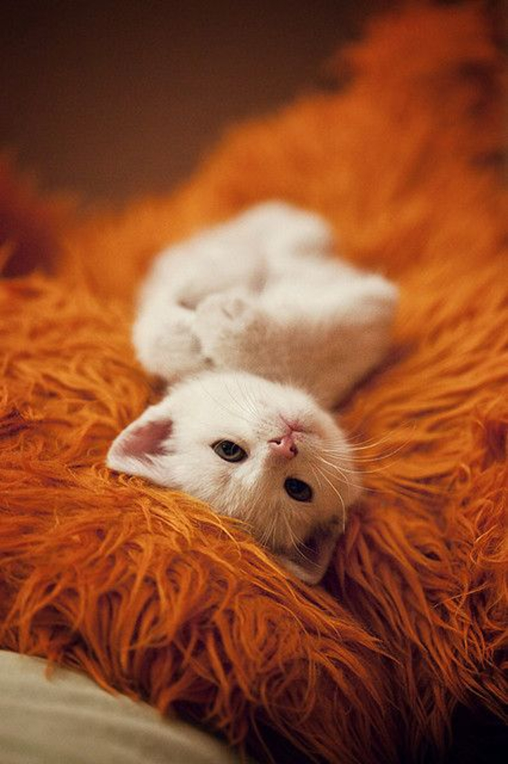 Top 10 America's Cutest Pets - Top Inspired
