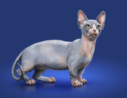 Minskin-cat-