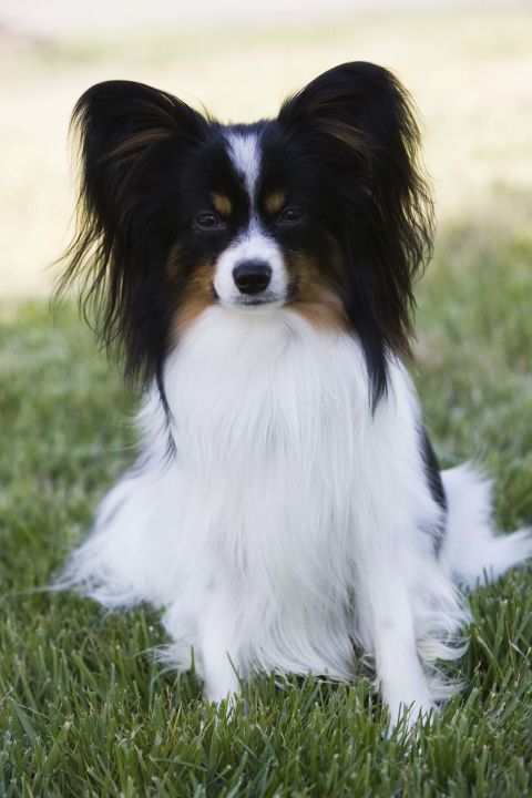 Papillon-dog