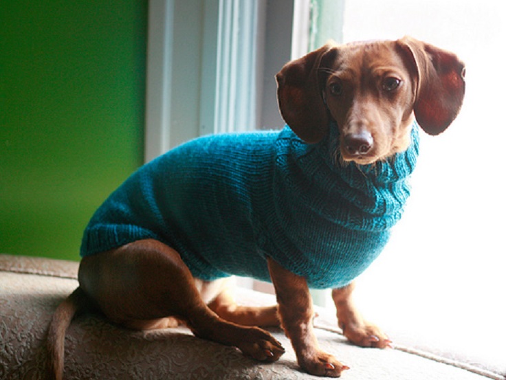 Pet-Sweater