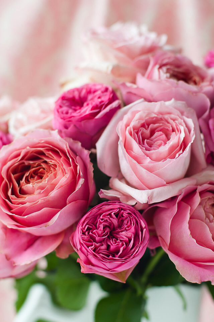 Pink-Roses