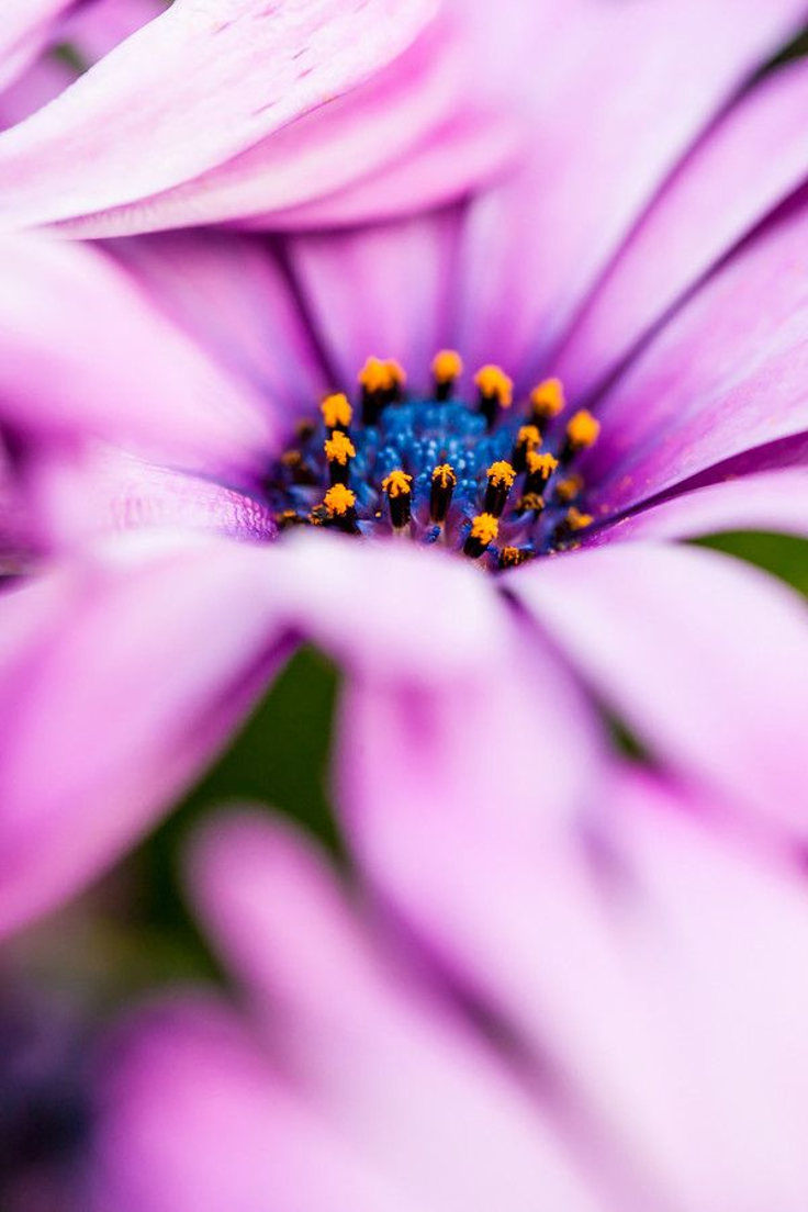 Purple-Flower