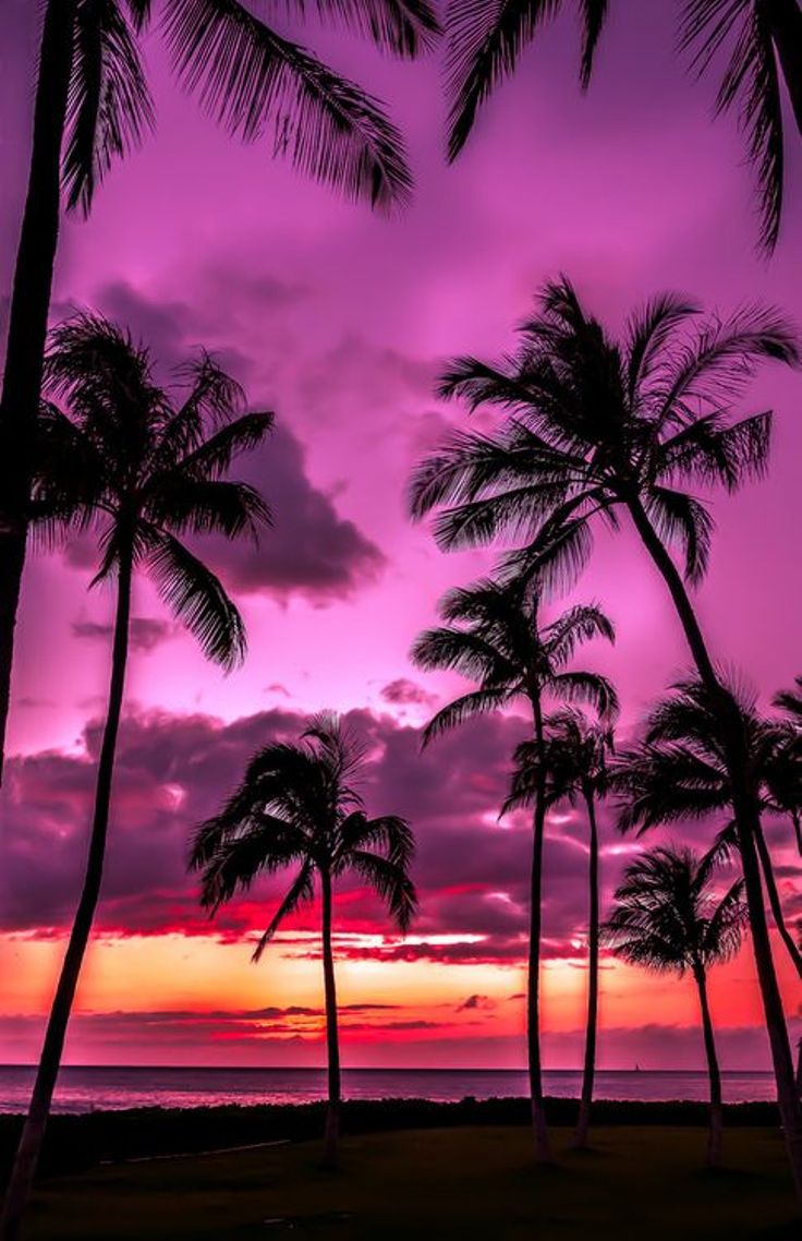 Purple-Sky-Above-The-Palm-Trees