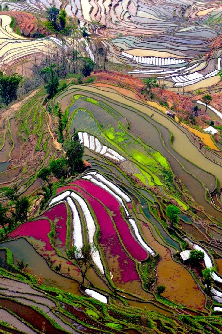 Rice-Fields