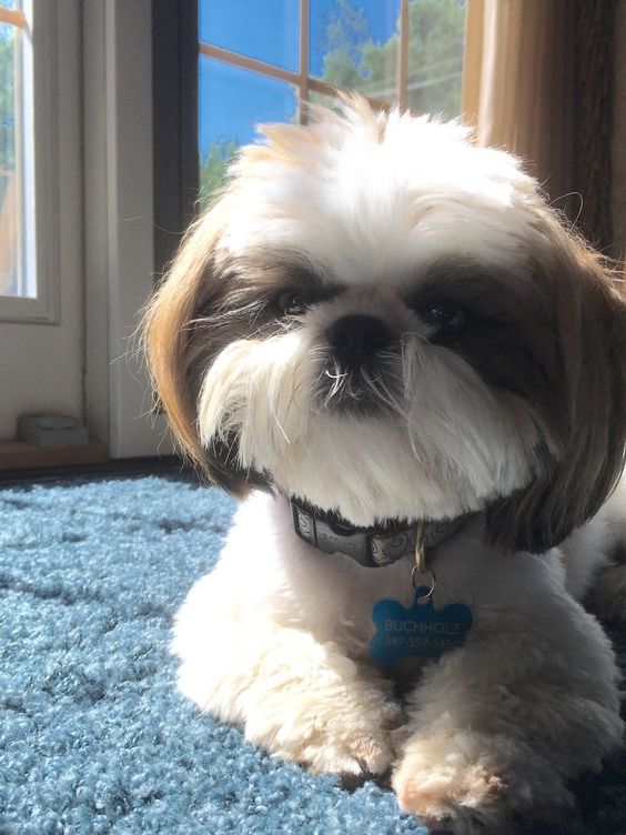 Shih-Tzu