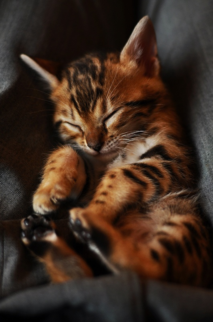 Sleepy-Tiger-Cat