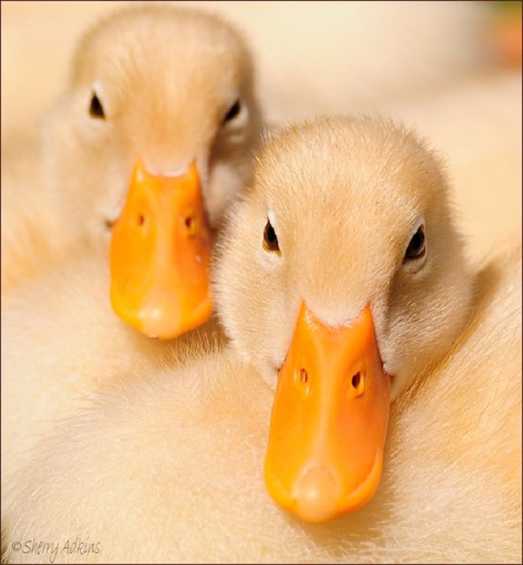 Touching-Ducklings-Or-chicks