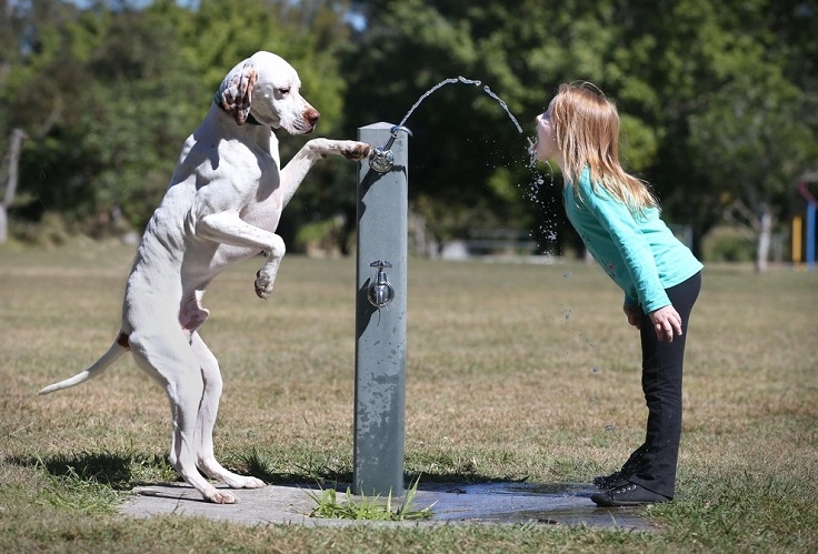 Water-Fountain-Buttons