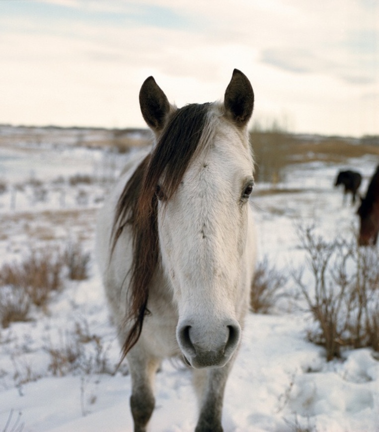 White-Horse-In-The-Snow_05