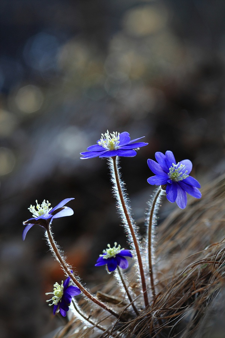 Wildflowers