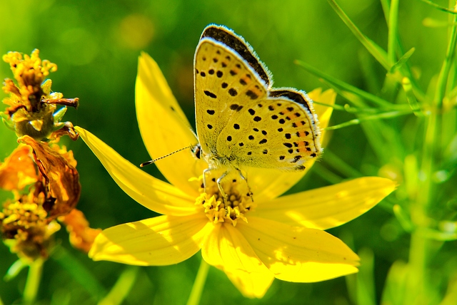 butterfly-on-a-flower-