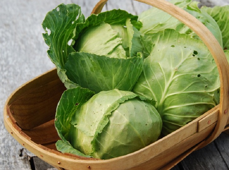 cabbages