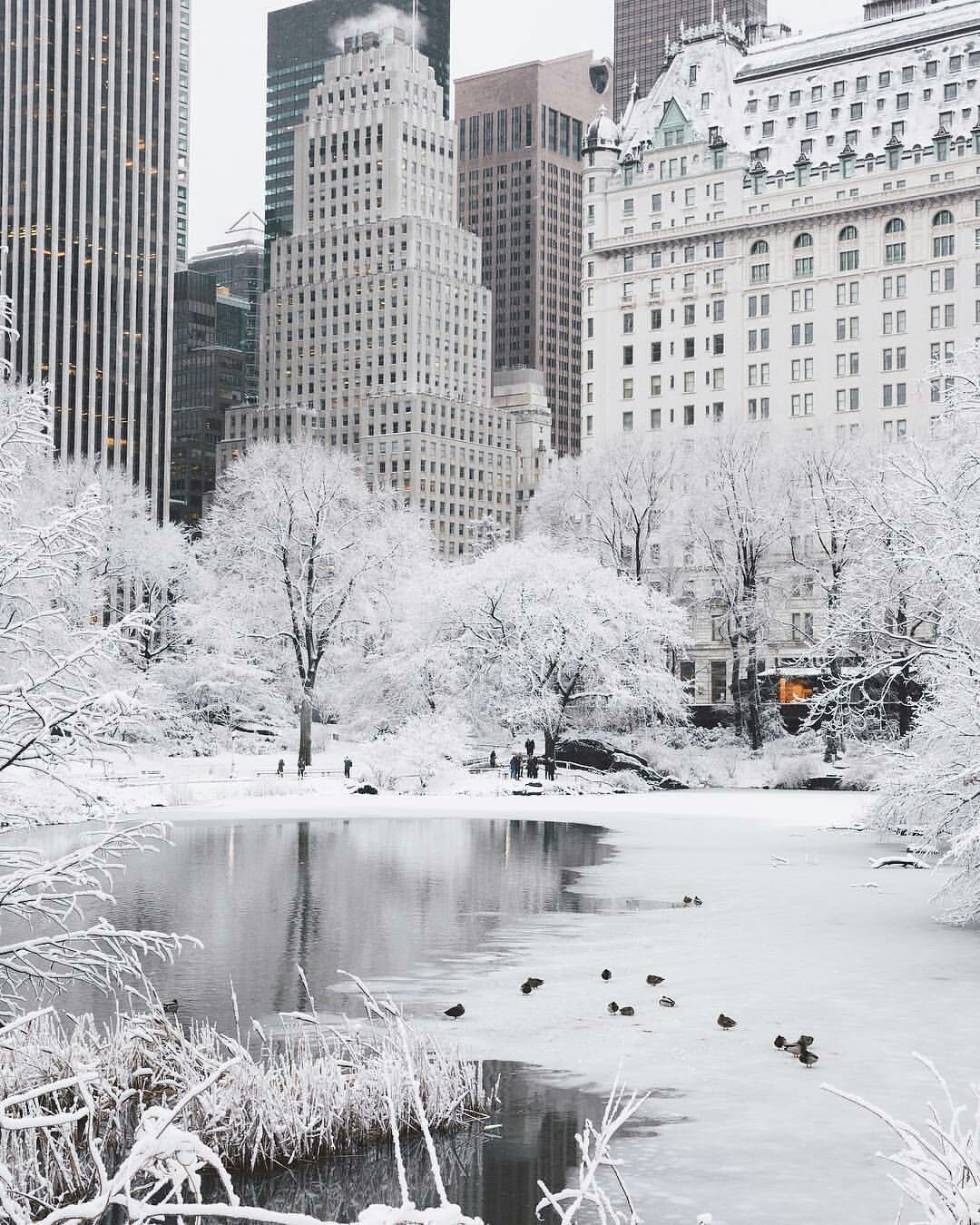 central-park-in-snow