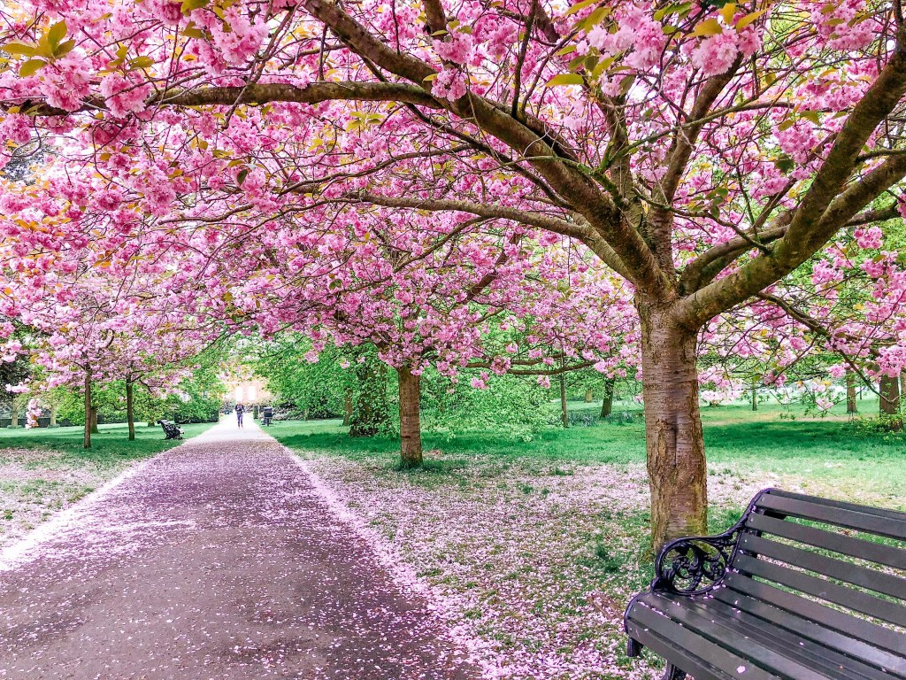 cherry-blossom-avenue-