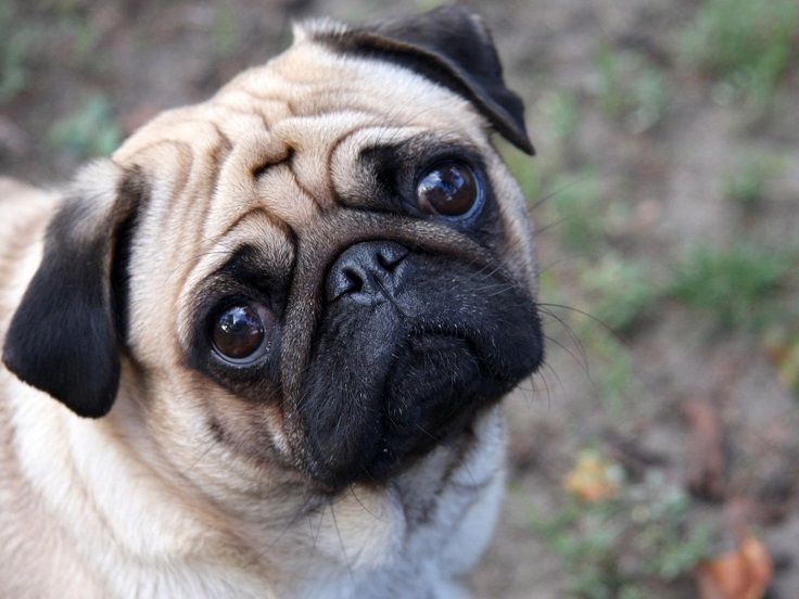 cute small pugs