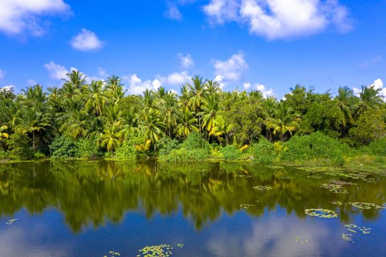 forest-in-maldives-