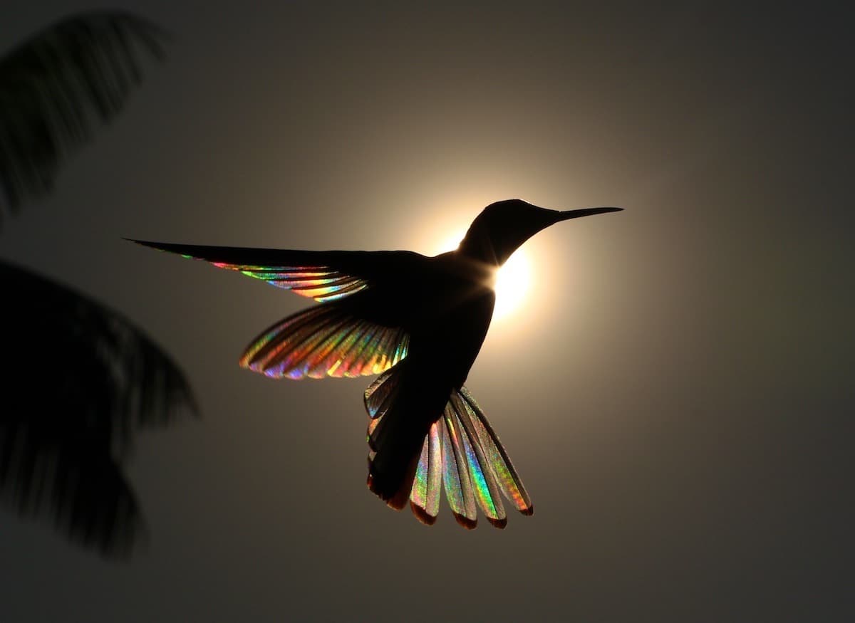 hummingbird-